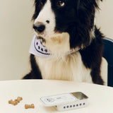 HAY | Dog Treat Tin - Small Blue and Off-White