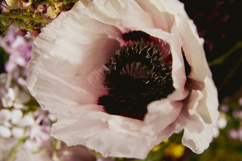 Wildflower spots to check out in London this Summer