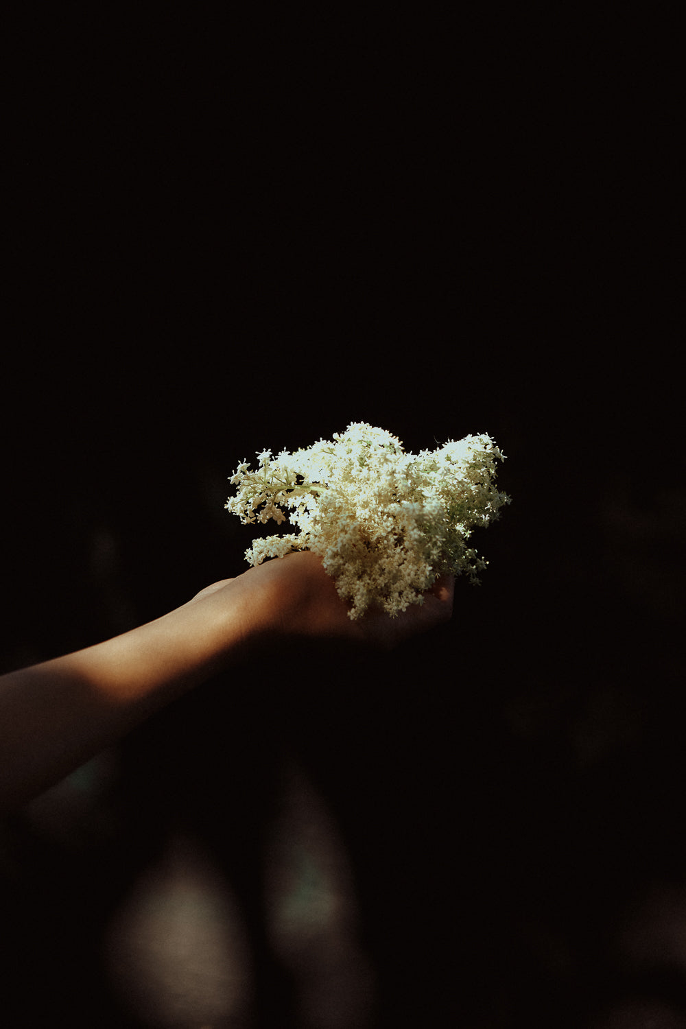 Summer Elderflower Cordial Recipe