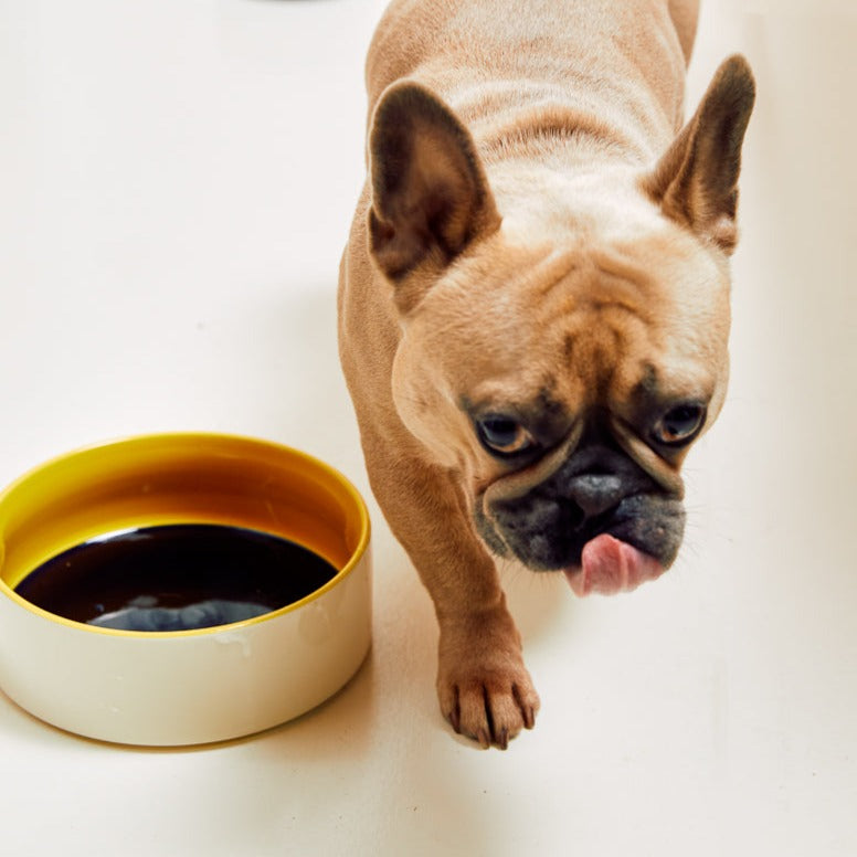 Dogs Bowl, Large, Blue/Yellow by HAY, with a French bulldog