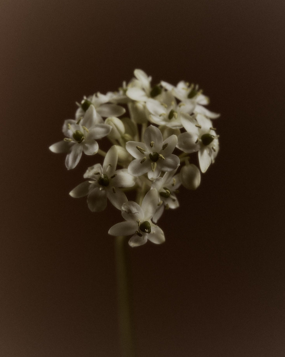 Single white flower against a dark brown background