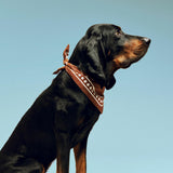 HAY | Dogs Scarf (Recycled) - Brown