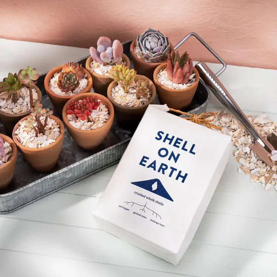 Crushed Whelk Shells, Mini Bag (1KG) by Shell On Earth, shells used as cupcake decoration