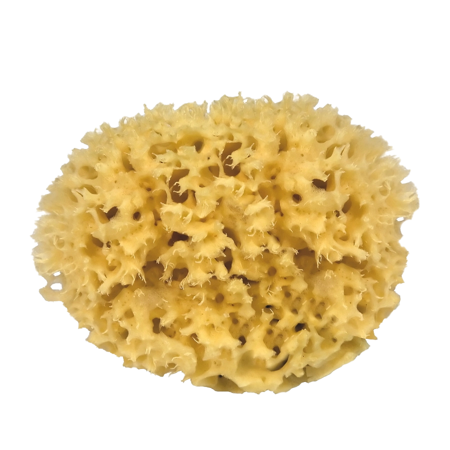 Natural Sponge, Small by Croll & Denecke