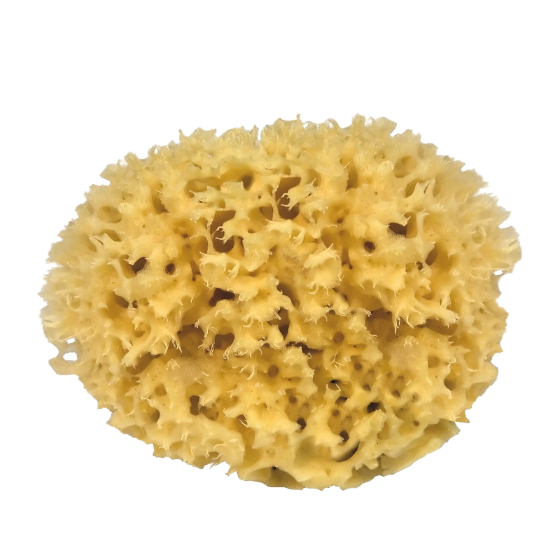  Natural Sponge, Small by Croll & Denecke 