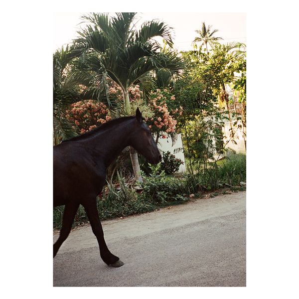 'A Horse With No Name' On Film, Framed Print by The Happiness Collective
